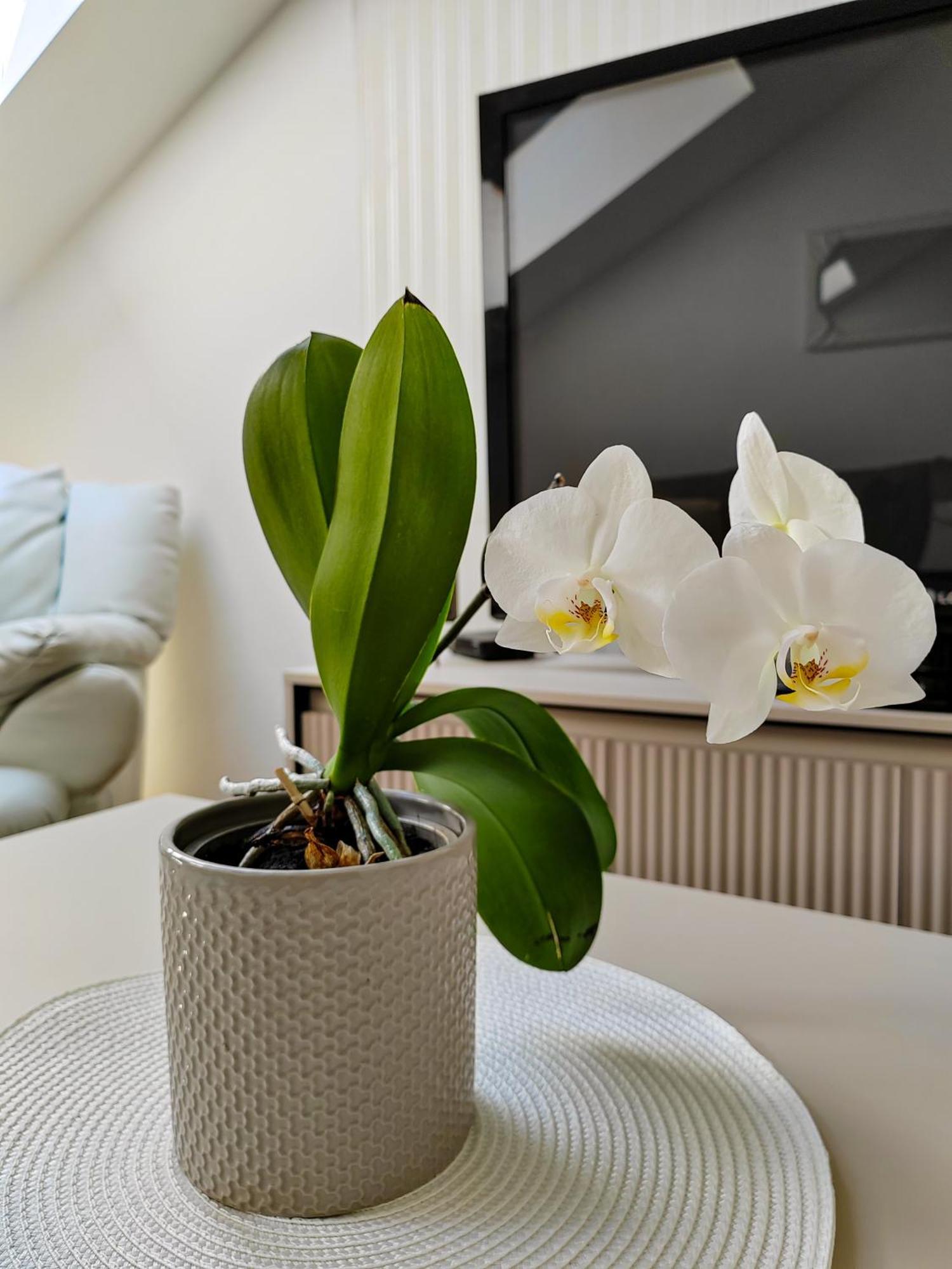 Apartment Liora *